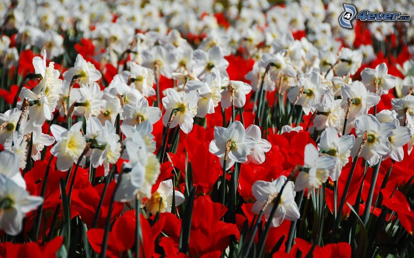 daffodils, red flowers