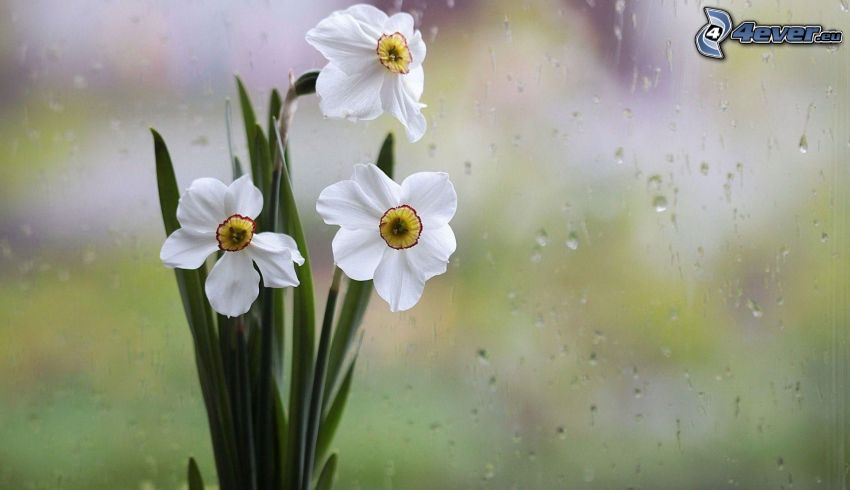 daffodils, window, drops of water