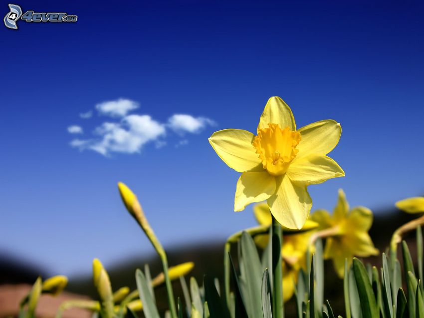 daffodils, yellow flowers, clouds