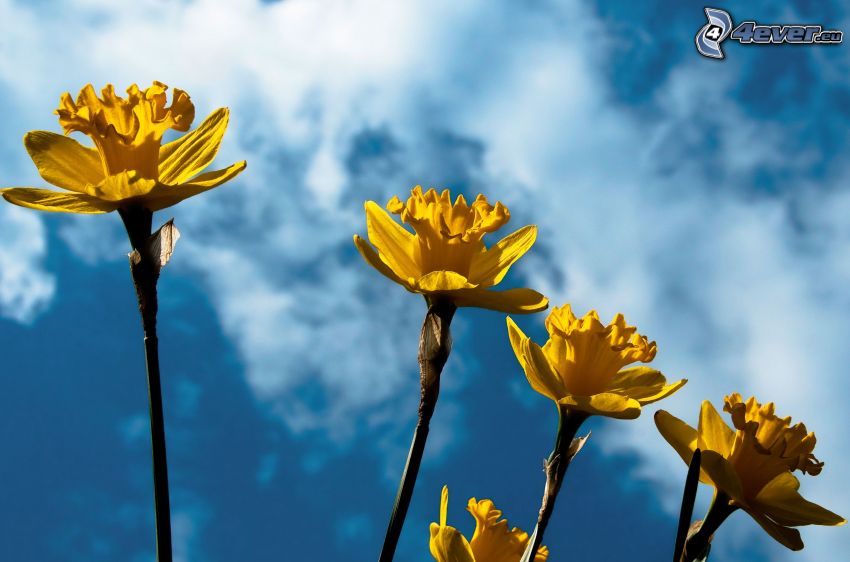 daffodils, yellow flowers, sky