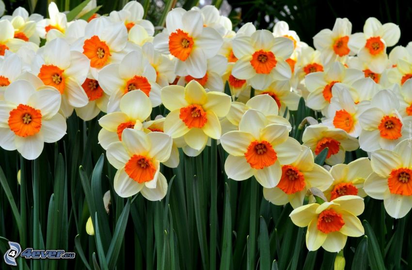 daffodils, yellow flowers