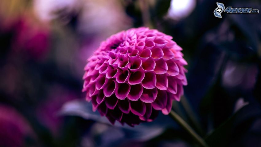 dahlia, pink flower
