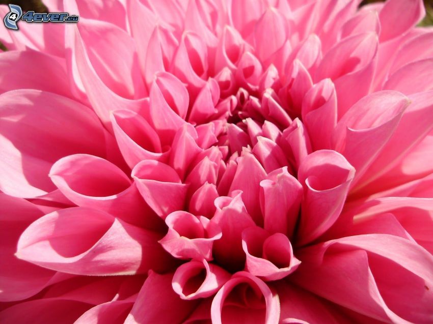 dahlia, pink flower