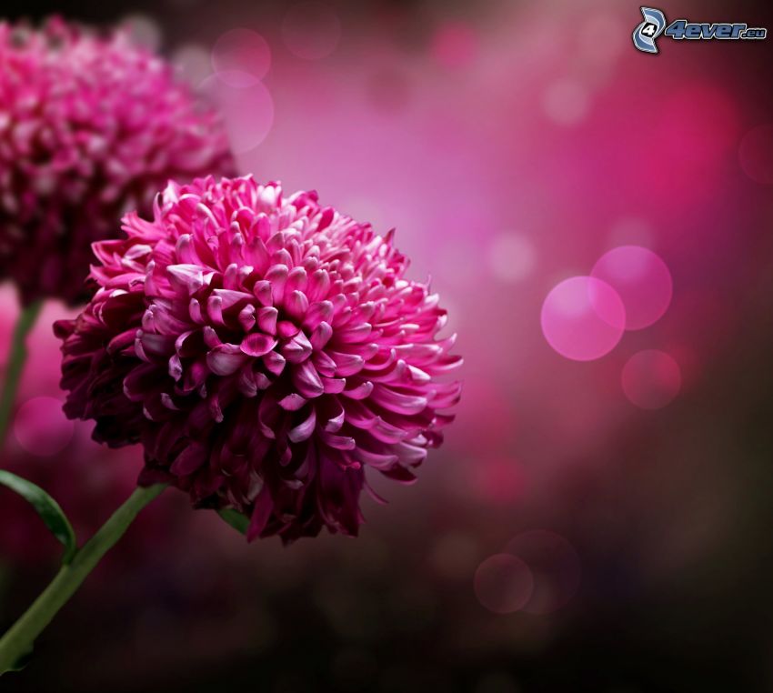 dahlia, pink flowers