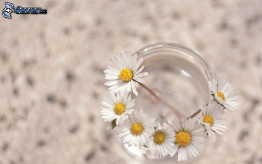 daisies, cup