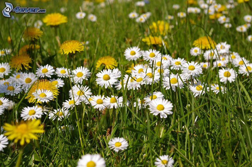 daisies, dandelion, grass