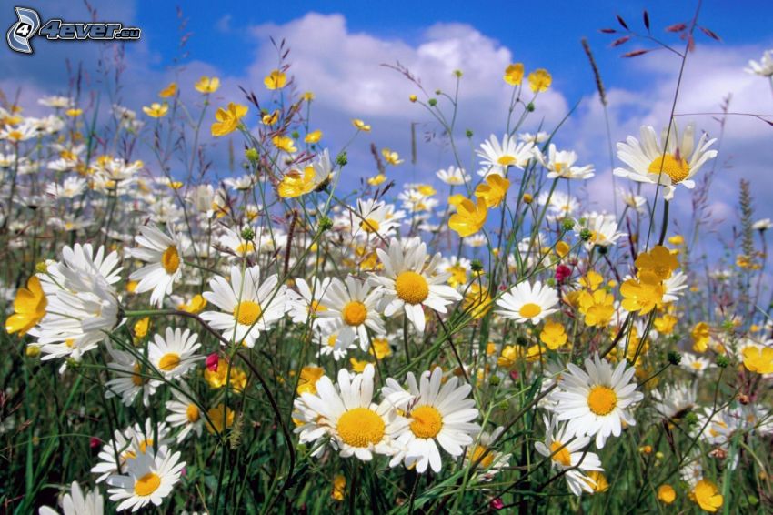 daisies, flowers, meadow