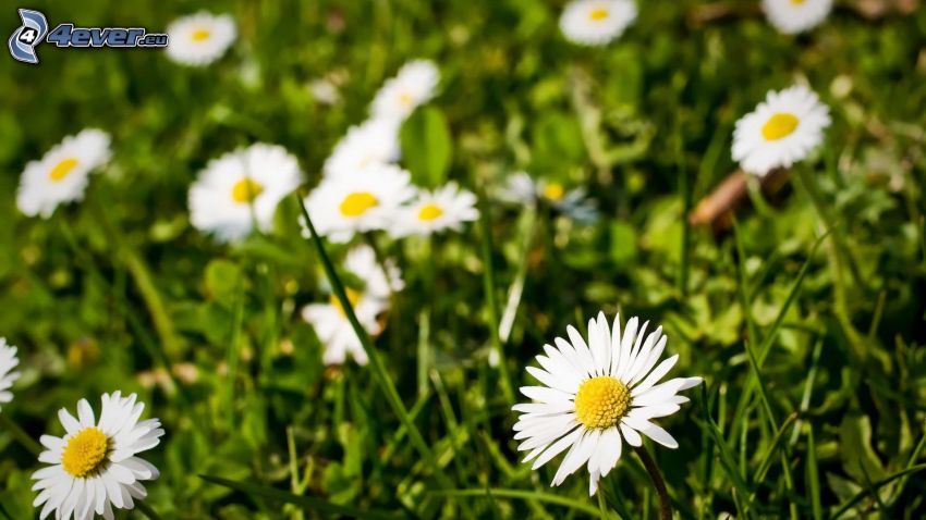 daisies, grass