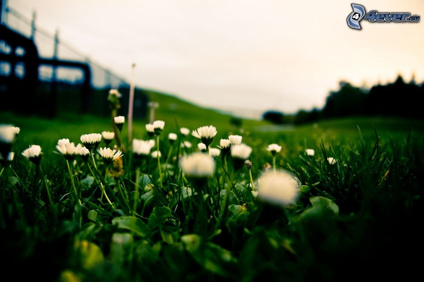 daisies, green grass