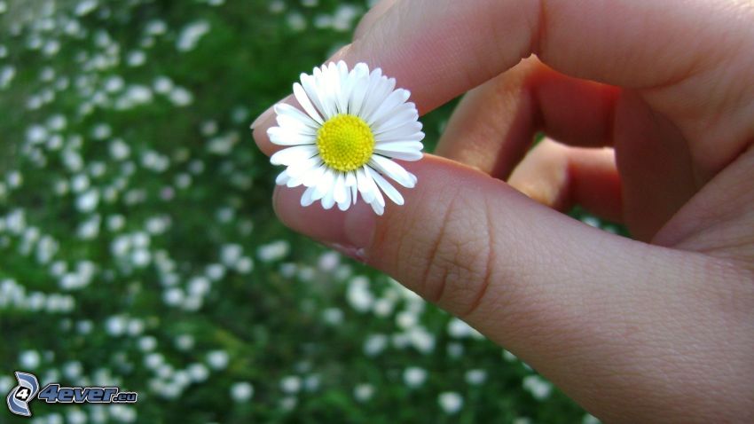 daisies, hand