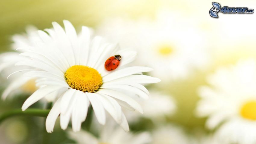 daisies, ladybug