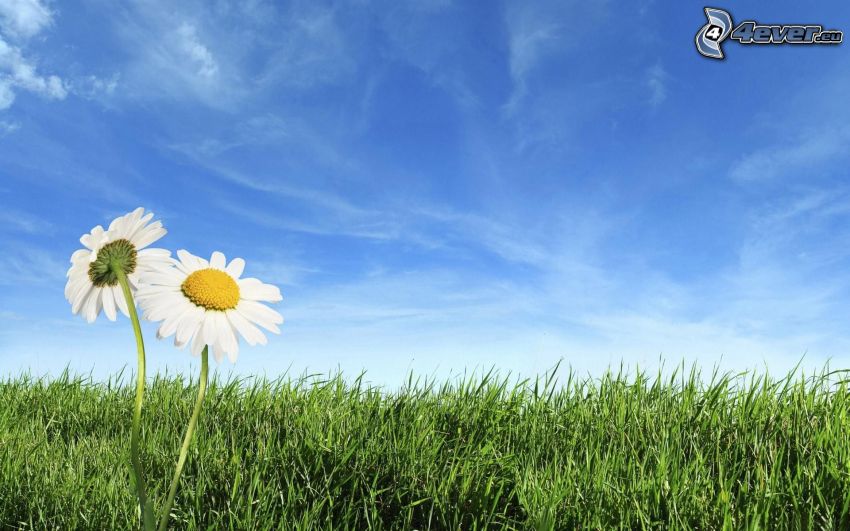 daisies, meadow, grass, sky, clouds