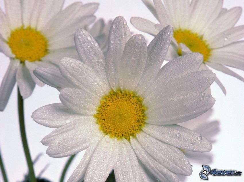 daisies, white flowers