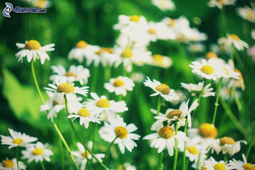 Top 10 facts about daisies