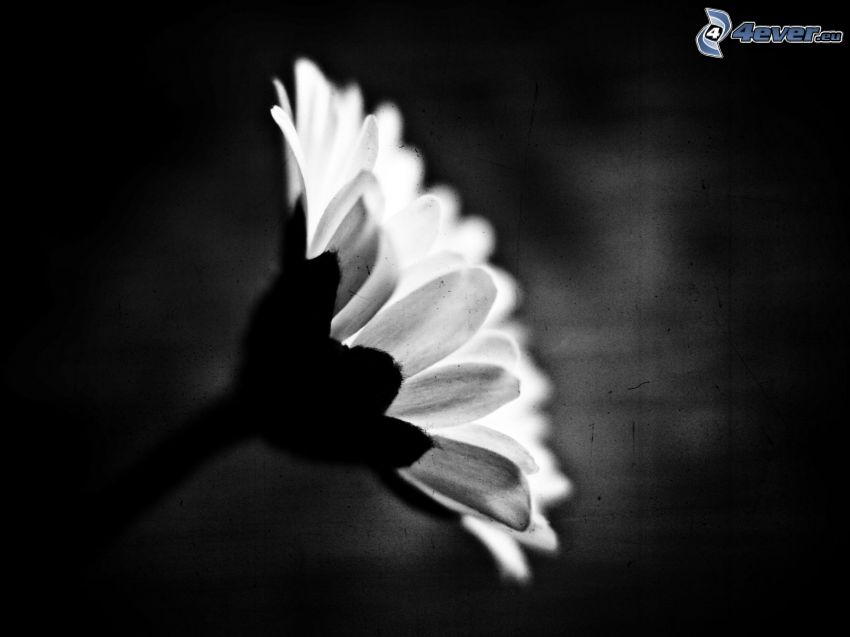daisy, black and white