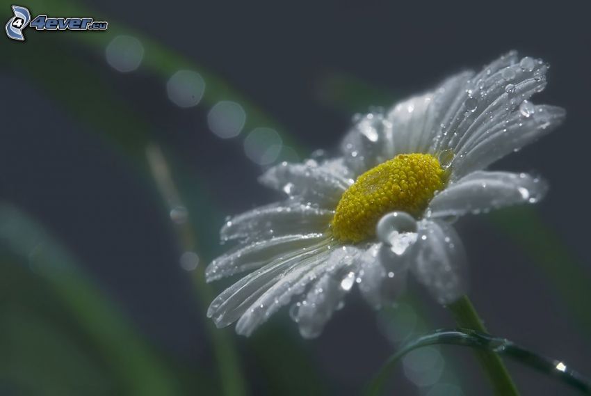 daisy, drops of water