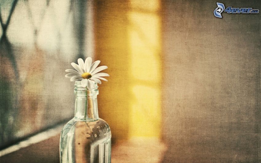 daisy, flower in vase