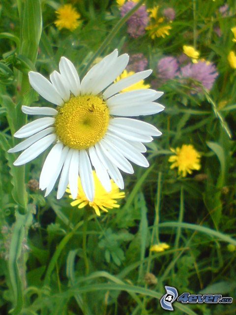 daisy, flowers, grass