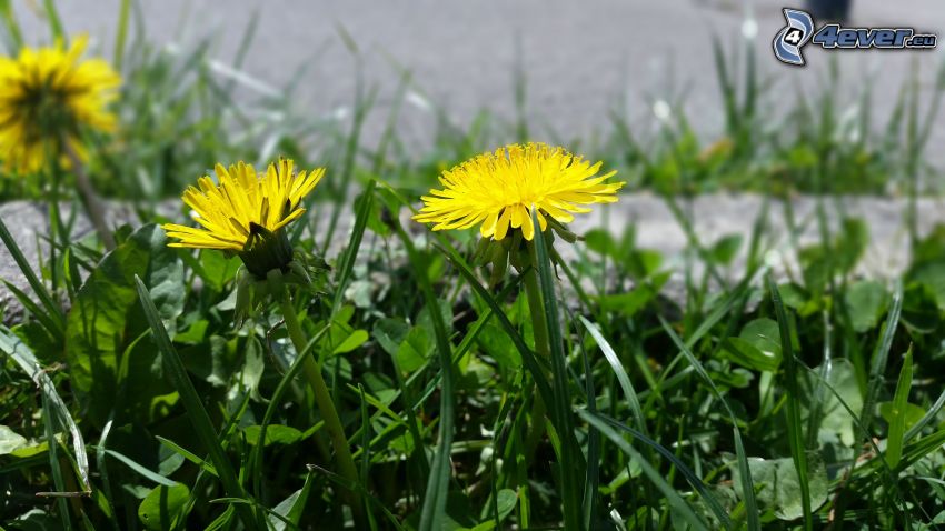 dandelion, grass