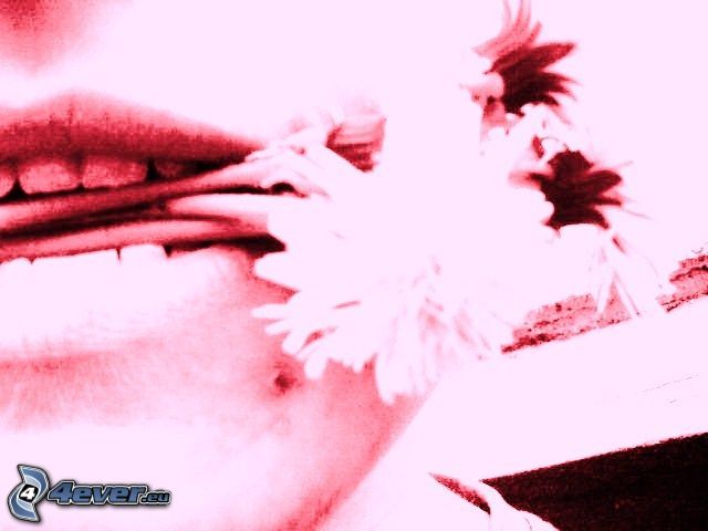 dandelion, mouth, pink