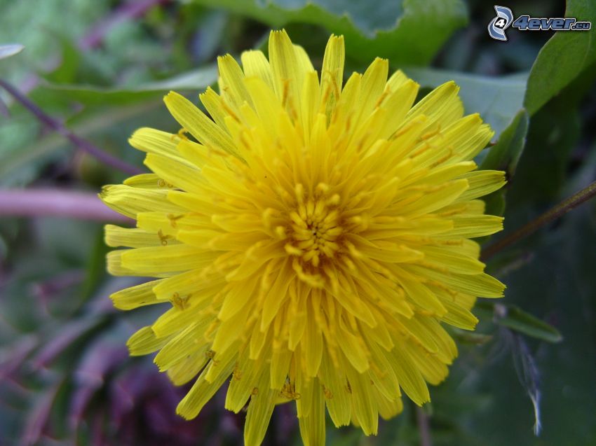 dandelion, yellow flower