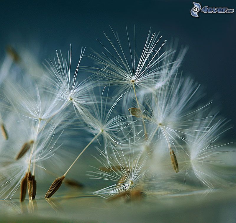 dandelion seeds, macro