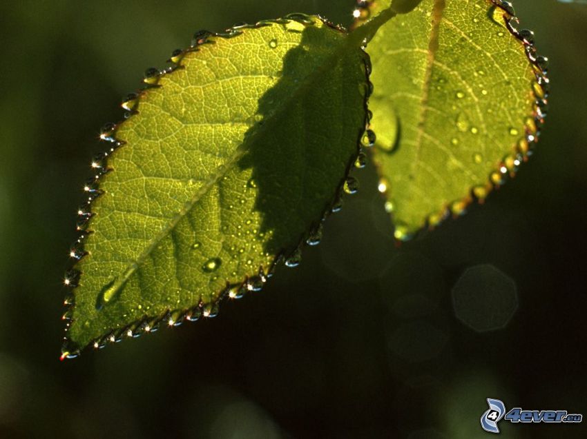 dew-covered leaves, drops of water