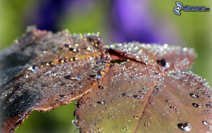 dew-covered leaves, drops of water