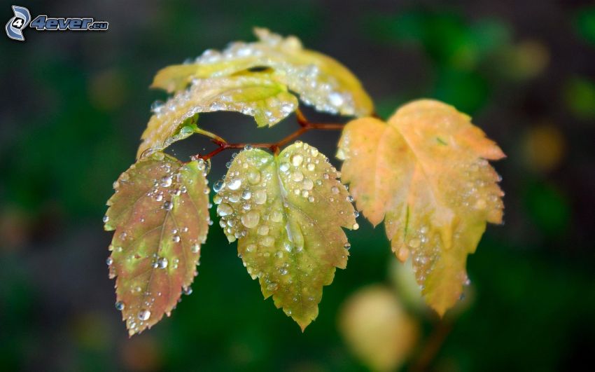 dew-covered leaves, twig, drops of water