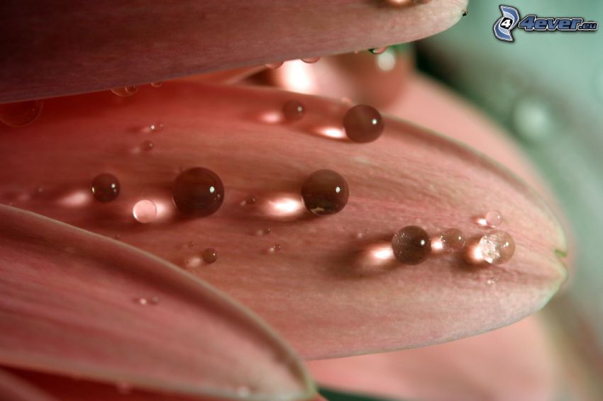 dew flower, drops of water, petals