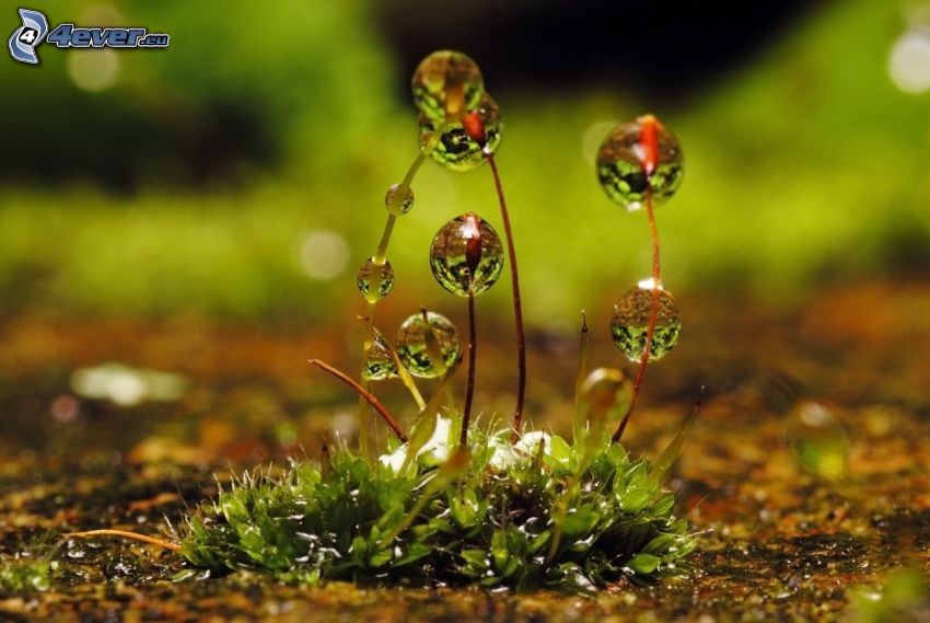 dew grass, drops of water