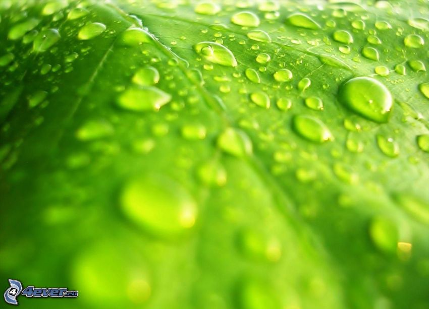 dew leaf, drops of water