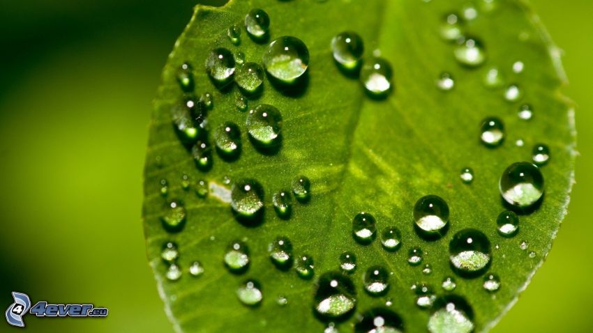 dew leaf, drops of water