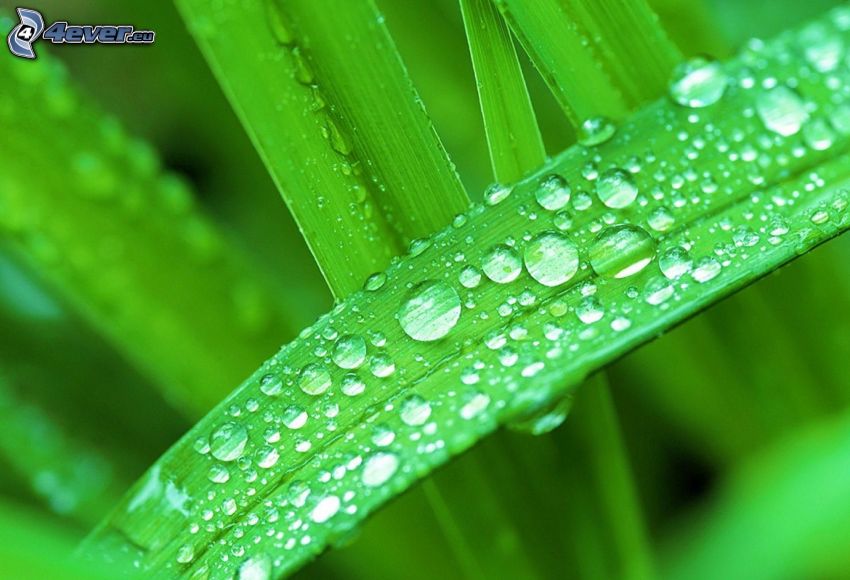 dew leaf, green leaf, drops of water