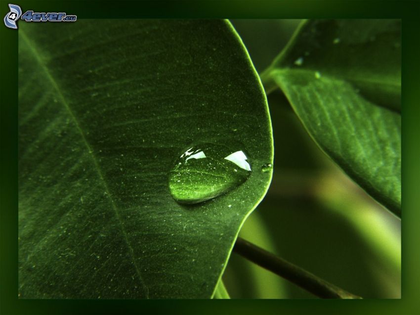 dew on a leaf, drop, water