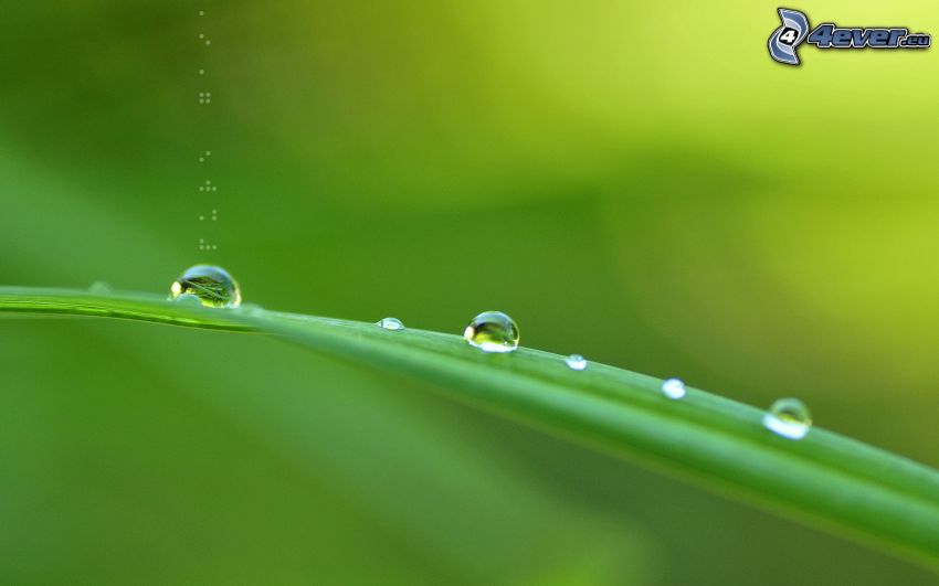 dew on grass, drops of water