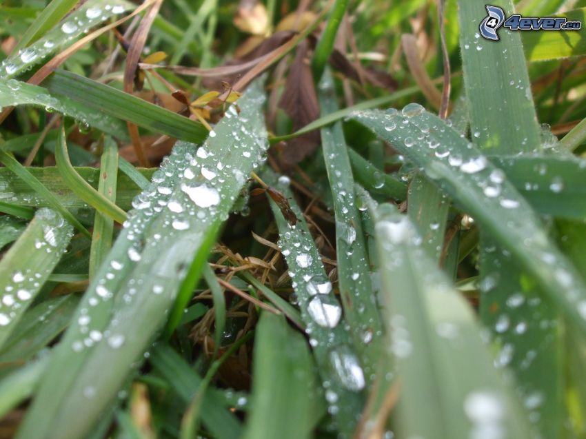 dew on grass, plant, drops of water