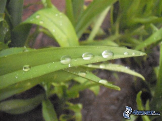 drop, leaf, dew, grass