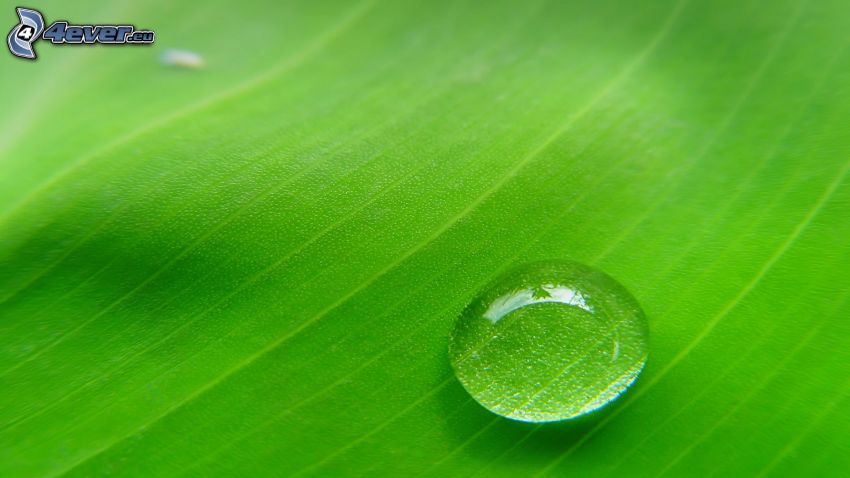 drop of water, dew, green leaf