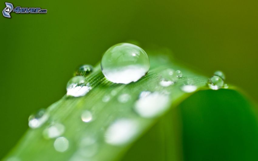 drop of water, dew, leaf