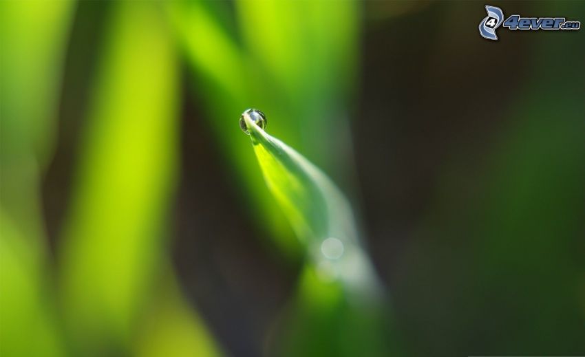 drop of water, green leaves