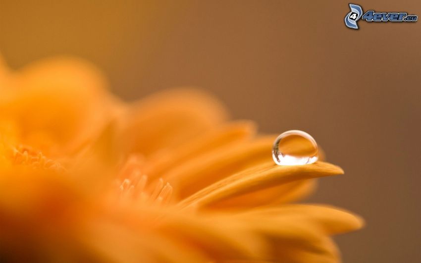 drop of water, yellow flowers