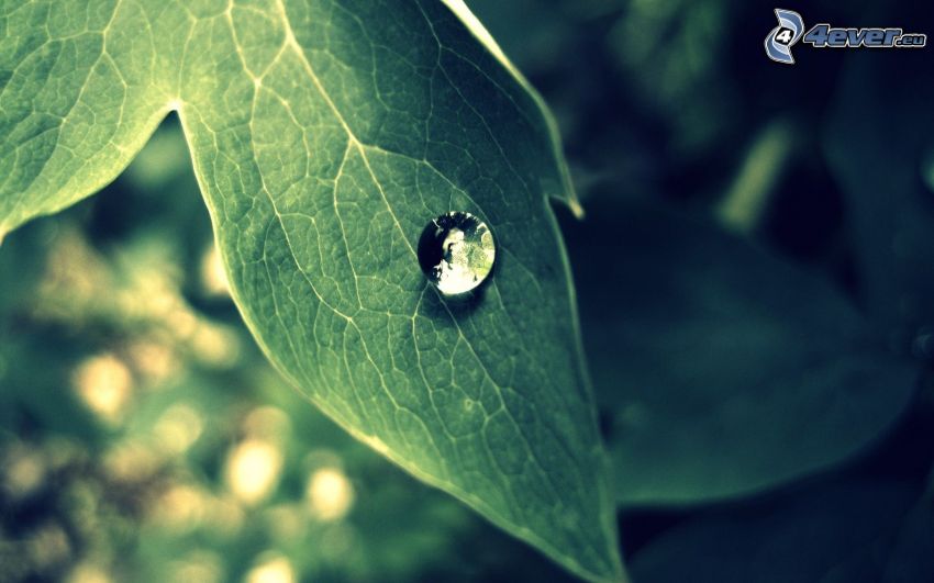 drop on leaf