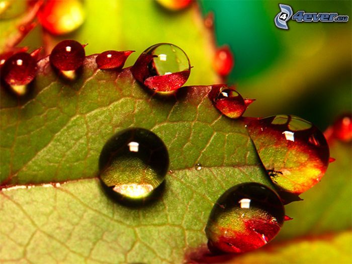 drops of water, dew leaf
