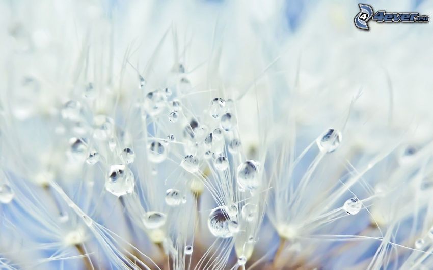 drops of water, flowering dandelion