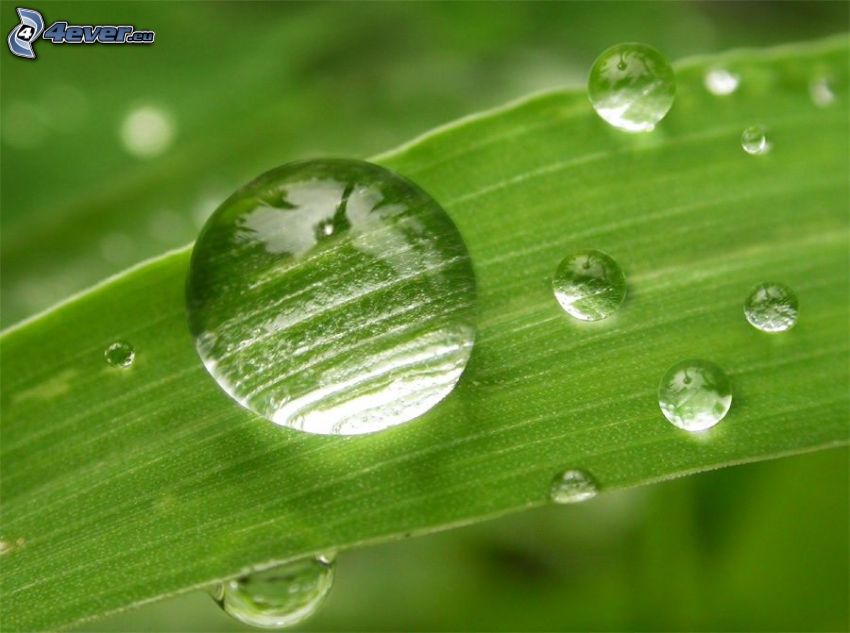 drops of water, leaf