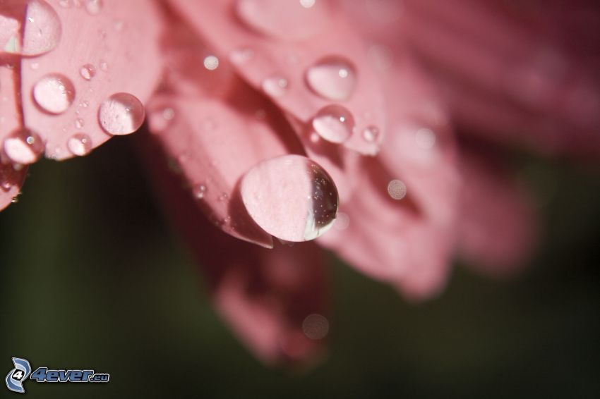 drops of water, petals