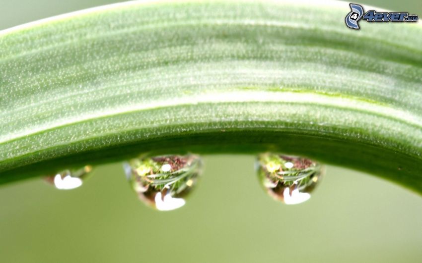 drops of water, stem