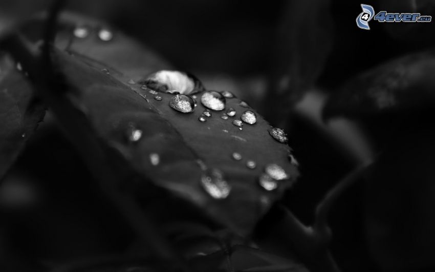 drops on leaves, black and white photo