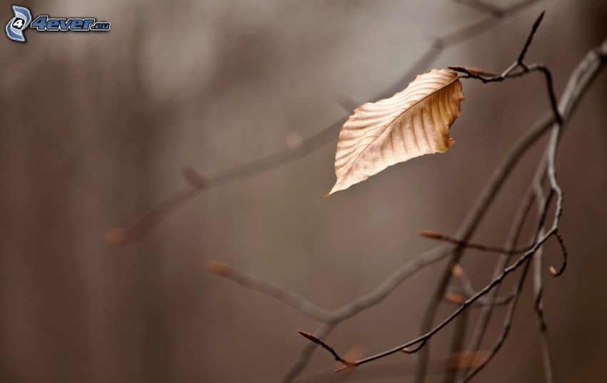 dry leaf, branches